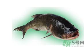十月份能釣鰱魚嗎？鰱魚幾月份好釣？