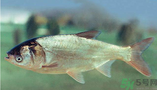 十月份能釣鰱魚嗎？鰱魚幾月份好釣？