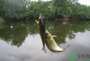 秋天釣魚(yú)什么風(fēng)向最好？秋天什么風(fēng)向好釣魚(yú)？