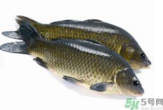 活鯉魚(yú)怎么保存？鯉魚(yú)怎么養(yǎng)才不容易死？