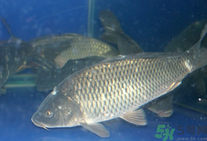 活鯉魚(yú)怎么保存？鯉魚(yú)怎么養(yǎng)才不容易死？