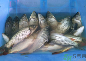 活鯉魚(yú)怎么保存？鯉魚(yú)怎么養(yǎng)才不容易死？