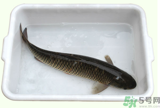 鯉魚死了還能吃嗎？鯉魚死了多久不能吃？