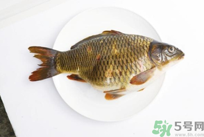 鯉魚死了還能吃嗎？鯉魚死了多久不能吃？