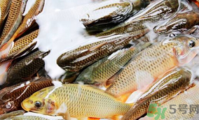 鯉魚死了怎樣保鮮？鯉魚死后怎么保存？