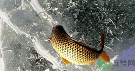 鯉魚死了怎樣保鮮？鯉魚死后怎么保存？