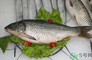 鯉魚死了怎樣保鮮？鯉魚死后怎么保存？