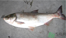 秋天釣鰱魚用什么餌料？秋天釣鰱魚用什么味餌？