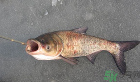 秋天釣鰱魚用什么餌料？秋天釣鰱魚用什么味餌？