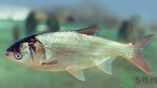 秋天釣鰱魚用什么餌料？秋天釣鰱魚用什么味餌？