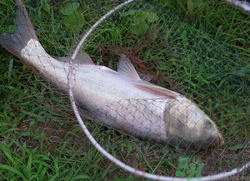秋天怎么釣鰱魚？秋天釣鰱魚技巧