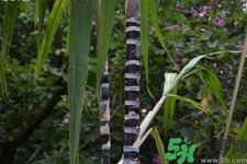 甘蔗一天吃多少最好？甘蔗能每天都吃嗎？