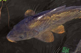 野生鯉魚怎么釣？野生鯉魚用什么釣最好？