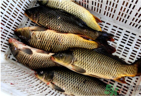 野生鯉魚怎么釣？野生鯉魚用什么釣最好？