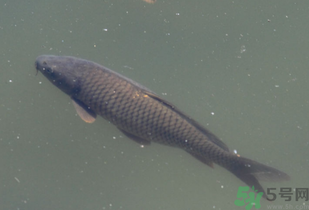 野生鯉魚怎么釣？野生鯉魚用什么釣最好？