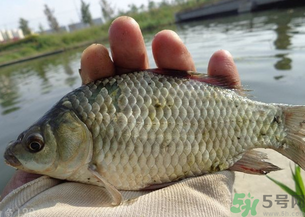 野生鯽魚多少錢一斤？野生鯽魚怎么區(qū)分？
