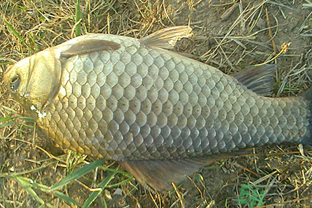 野生鯽魚多少錢一斤？野生鯽魚怎么區(qū)分？