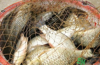 野生鯽魚(yú)怎么做好吃？野生鯽魚(yú)的做法