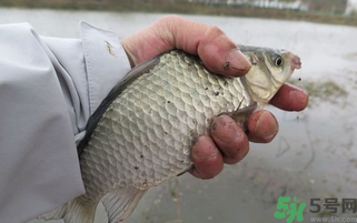 野生鯽魚(yú)怎么做好吃？野生鯽魚(yú)的做法