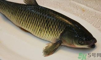秋天怎么釣草魚？秋天草魚好釣嗎？