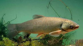 秋天怎么釣草魚？秋天草魚好釣嗎？