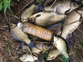 野生鯽魚(yú)怎么釣？釣野生鯽魚(yú)的技巧