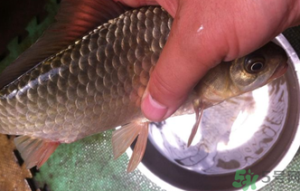 野生鯽魚(yú)怎么釣？釣野生鯽魚(yú)的技巧