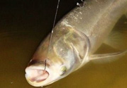 秋天怎么釣鰱魚？秋天釣鰱魚技巧