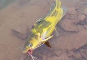秋天釣魚怎么選釣位置？秋天釣魚怎么選釣位？