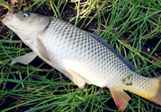 野生鯉魚怎么釣？野生鯉魚用什么釣最好？