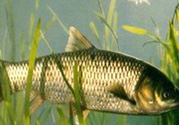 秋天怎么釣草魚？秋天草魚好釣嗎？