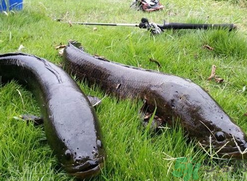 10月份還能釣黑魚(yú)嗎？幾月份釣黑魚(yú)最好？