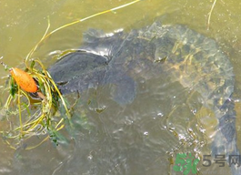 10月份還能釣黑魚(yú)嗎？幾月份釣黑魚(yú)最好？