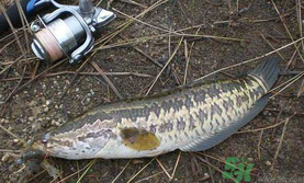 10月份還能釣黑魚(yú)嗎？幾月份釣黑魚(yú)最好？