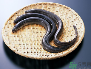 十月份可以釣黃鱔嗎？黃鱔可以釣到幾月份？