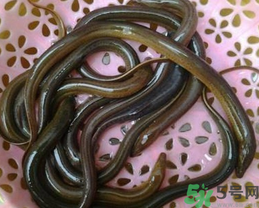 活黃鱔如何保存？活鱔魚怎么保存？