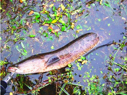 十月份黑魚好釣嗎？十月份怎么釣黑魚？