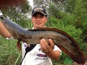 十月份黑魚好釣嗎？十月份怎么釣黑魚？