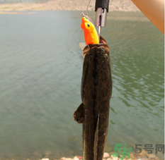 十月份黑魚好釣嗎？十月份怎么釣黑魚？