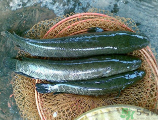 秋天可以釣黑魚嗎？秋天黑魚在什么地方？