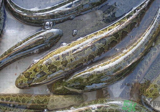 秋天可以釣黑魚嗎？秋天黑魚在什么地方？