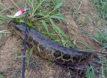 秋天怎么釣黑魚(yú)？秋天釣黑魚(yú)技巧