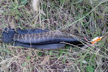 秋天怎么釣黑魚(yú)？秋天釣黑魚(yú)技巧