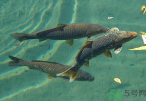 十月份釣青魚好釣嗎？釣青魚什么時(shí)間最好？