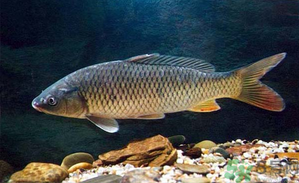十月份釣青魚好釣嗎？釣青魚什么時(shí)間最好？