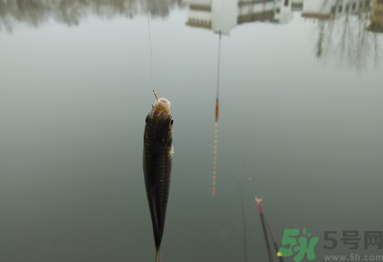 陰天怎么釣魚(yú)？陰天釣魚(yú)技巧