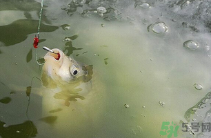 陰天怎么釣魚(yú)？陰天釣魚(yú)技巧
