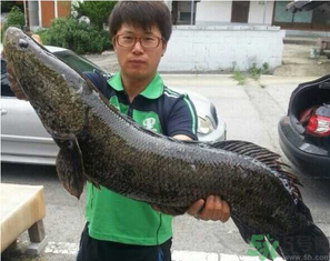 秋季釣黑魚用什么魚餌？秋天釣黑魚用什么餌？