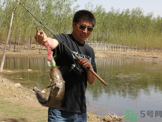 秋季釣黑魚用什么魚餌？秋天釣黑魚用什么餌？