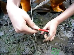 秋季可以釣黃鱔嗎？黃鱔怎么釣？